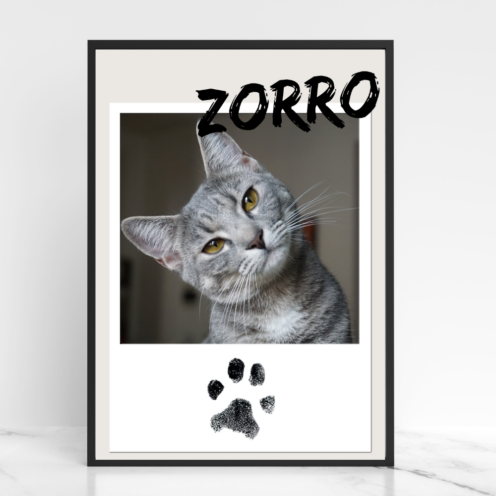 Katzenposter - Zorro