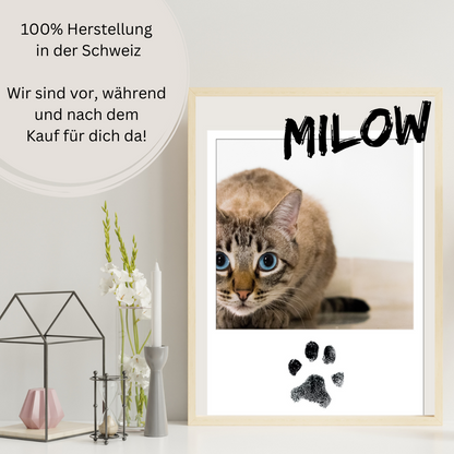 Katzenposter - Zorro